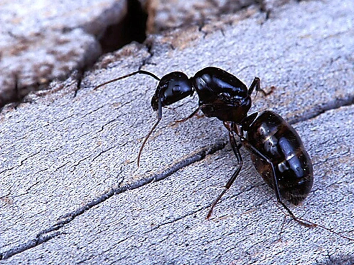 Carpenter ant walking across a wood surface