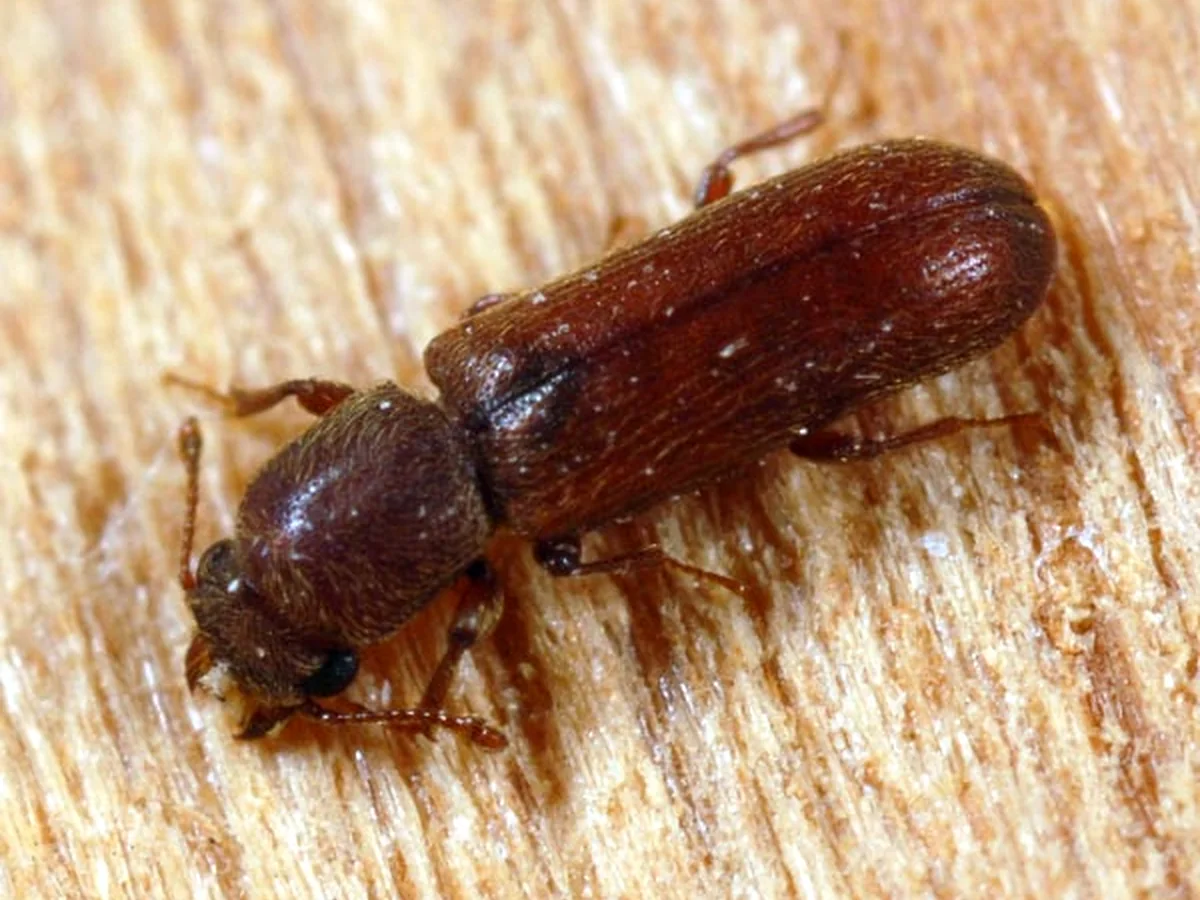 Powderpost beetle on a wood surface