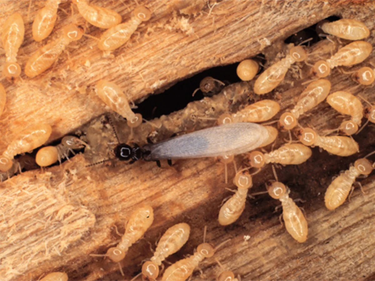 Termites and a winged reproductive termite within damaged wood