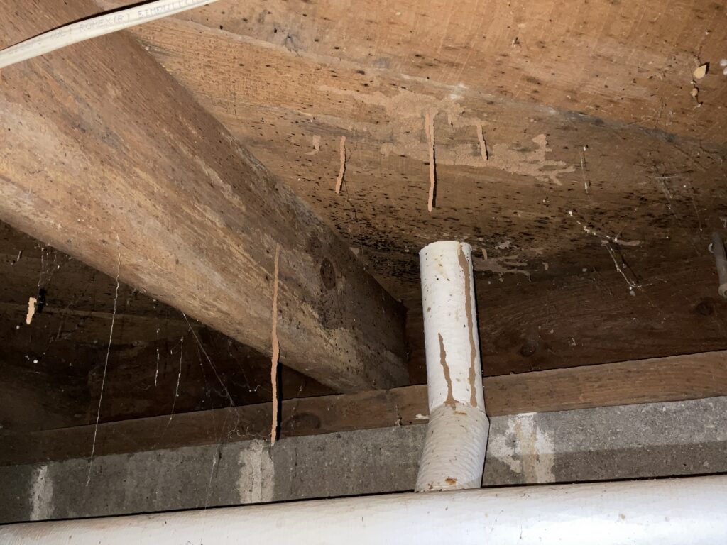 Termite shelter tube on wood framing in a crawlspace