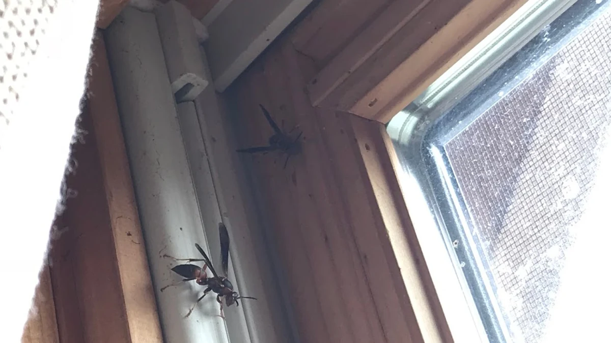 Wasps resting inside the corner of a double-hung window during a home inspection